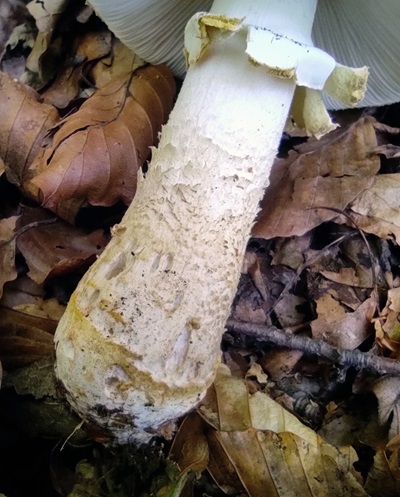 amanita-franchetii3