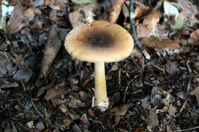 Amanita fulva