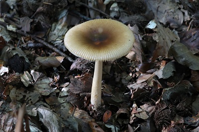 amanita-fulva1
