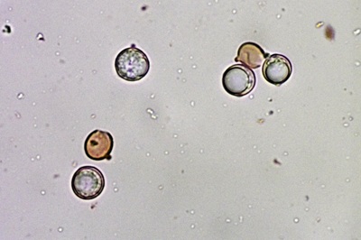 amanita-fulva10