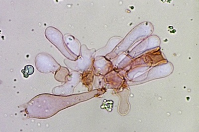 amanita-fulva12