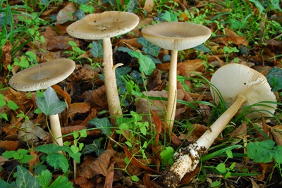 Amanita fulvoides