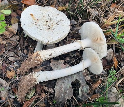 Amanita gracilior