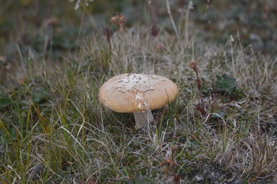 Amanita groenlandica