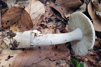 amanita-huijsmanii1