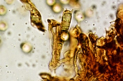 amanita-huijsmanii10