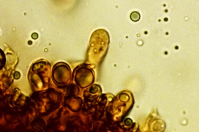 amanita-huijsmanii11