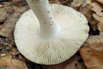 amanita-huijsmanii2