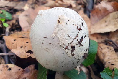 amanita-huijsmanii3
