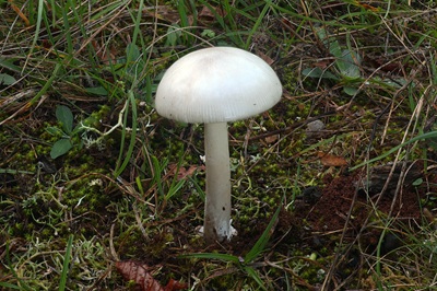 amanita-huijsmanii5