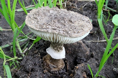 Amanita singeri