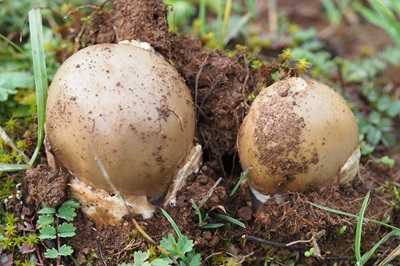 amanita-magnivolvata1