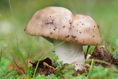 amanita-magnivolvata2