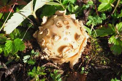 amanita-magnivolvata3