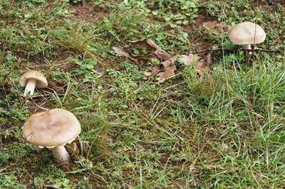 amanita-magnivolvata4