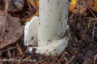 amanita-magnivolvata5