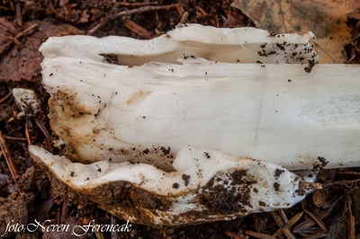 amanita-magnivolvata7
