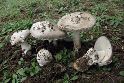 Amanita mairei
