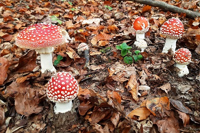 amanita-muscaria2
