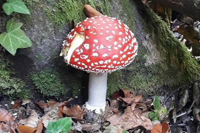 amanita-muscaria3
