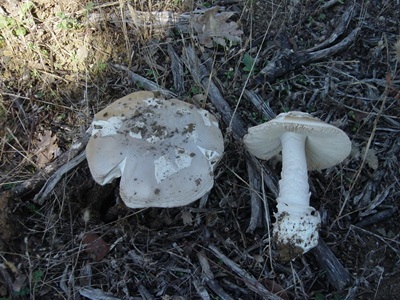 Amanita oblongospora