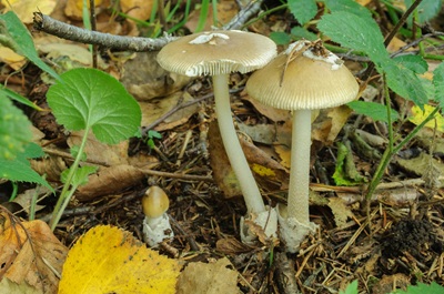 Amanita olivaceogrisea