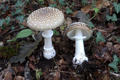 amanita-pantherina2