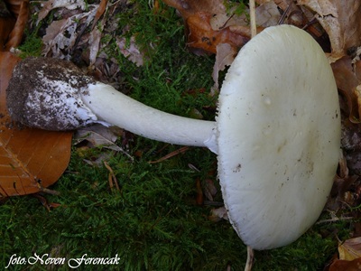 amanita-phalloides-var-alba3
