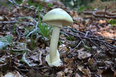 amanita-phalloides1
