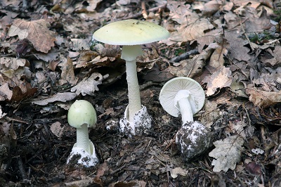 amanita-phalloides2