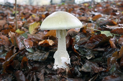 amanita-phalloides3