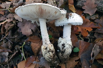 amanita-proxima1