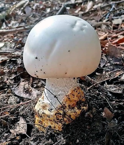 amanita-proxima3