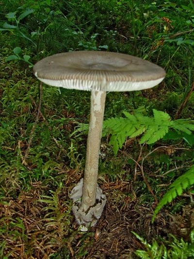Amanita reidiana