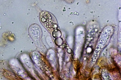 amanita-strobiliformis11