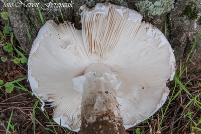 amanita-strobiliformis6