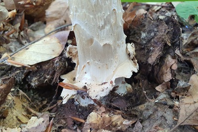 amanita-submembranacea4