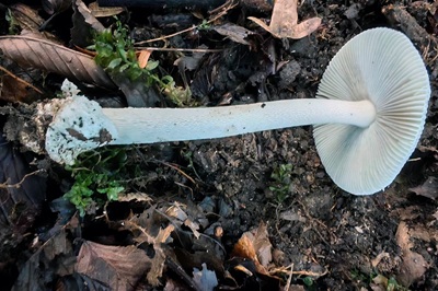 amanita-vaginata-f-alba2