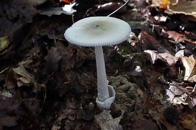 Amanita vaginata