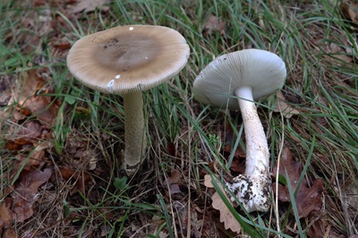 amanita-vaginata1