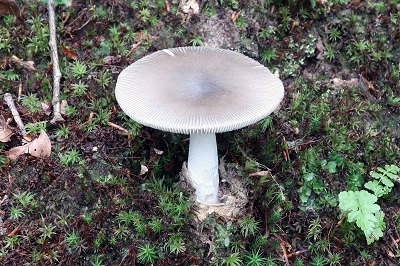 amanita-vaginata2
