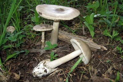 amanita-vaginata3