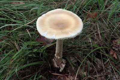 amanita-vaginata4