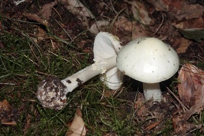 Amanita virosa