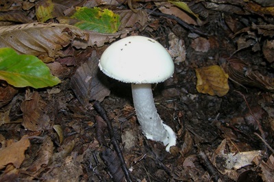 amanita-virosa1