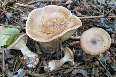 Ampulloclitocybe clavipes