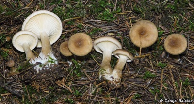 ampulloclitocybe-clavipes1
