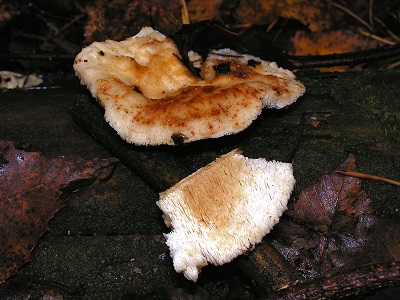 Amylocystis lapponica