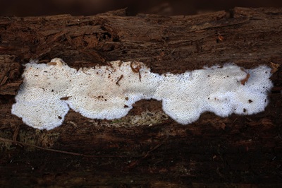 anthoporia-albobrunnea1