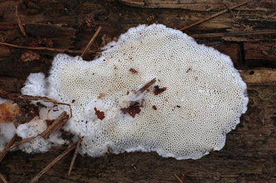 anthoporia-albobrunnea2